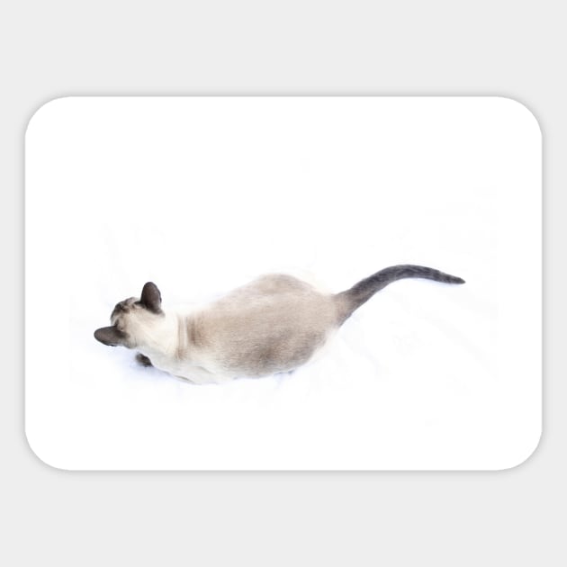 Siamese light Sticker by micklyn